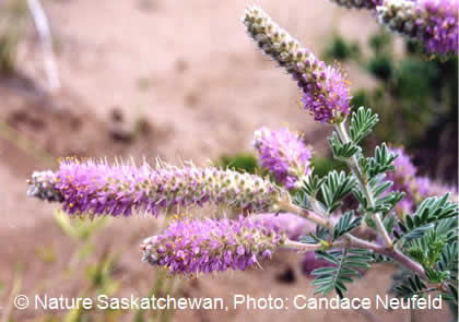 Photo of Hairy Prairie-clover flowers (see long description below)