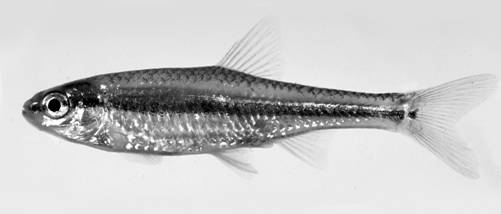 Figure 1A. Méné camus, Notropis anogenus, de la baie Mitchell, juin 1996