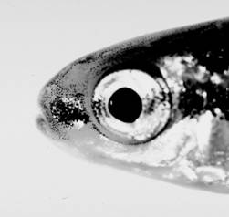 Figure 1B. Méné camus, Notropis Figure 1B. Méné camus, Notropis anogenus, de la baie Mitchell, juin 1996.   B : 44 mm LT, gros plan de la partie antérieure du corps montrant la petite bouche tournée vers le haut.