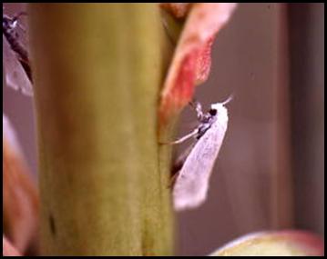 Five-spotted Bogus Yucca Moth