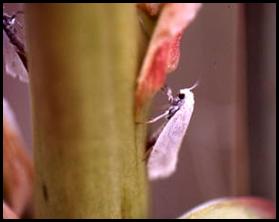 Adult female Five-spotted Bogus Yucca Moth (Prodoxus quinquepunctellus) ovipositing on the flowering stalk of Soapweed (Yucca glauca)