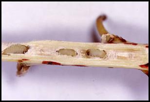 Five-spotted Bogus Yucca Moth larvae and feeding tunnels inside a Soapweed flowering stalk