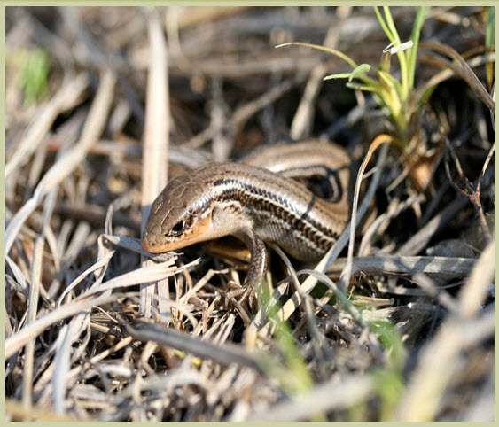 Prairie Skink