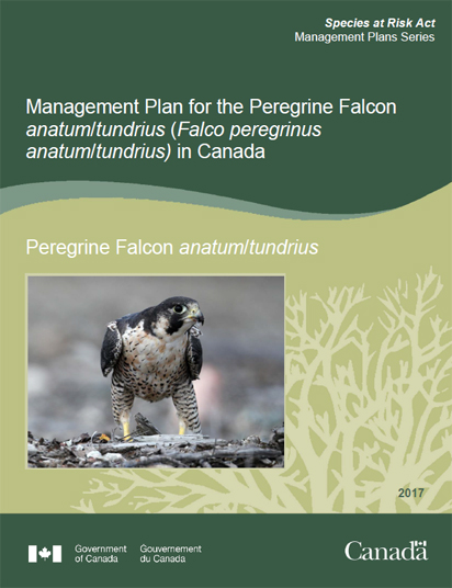 Peregrine Falcon