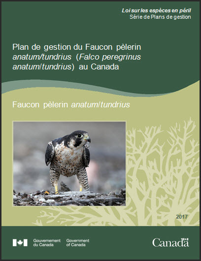Plan de gestion du Faucon pèlerin