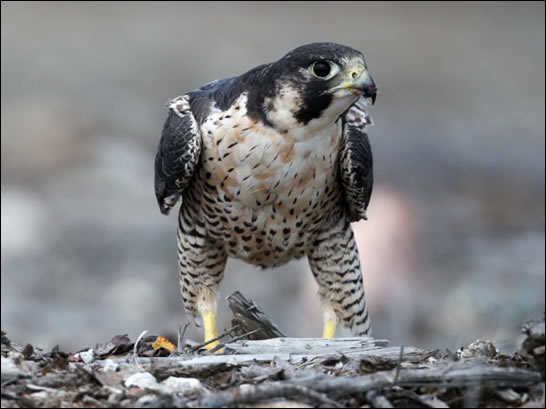 Peregrine Falcon