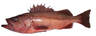 Bocaccio