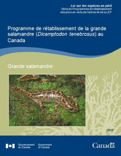 Programme de rétablissement de la grande salamander