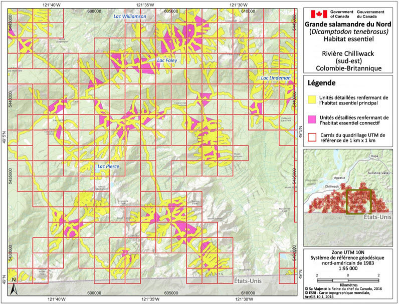 L'habitat essentiel de la grande salamandre dans la région de la rivière Chilliwack (sud est)
