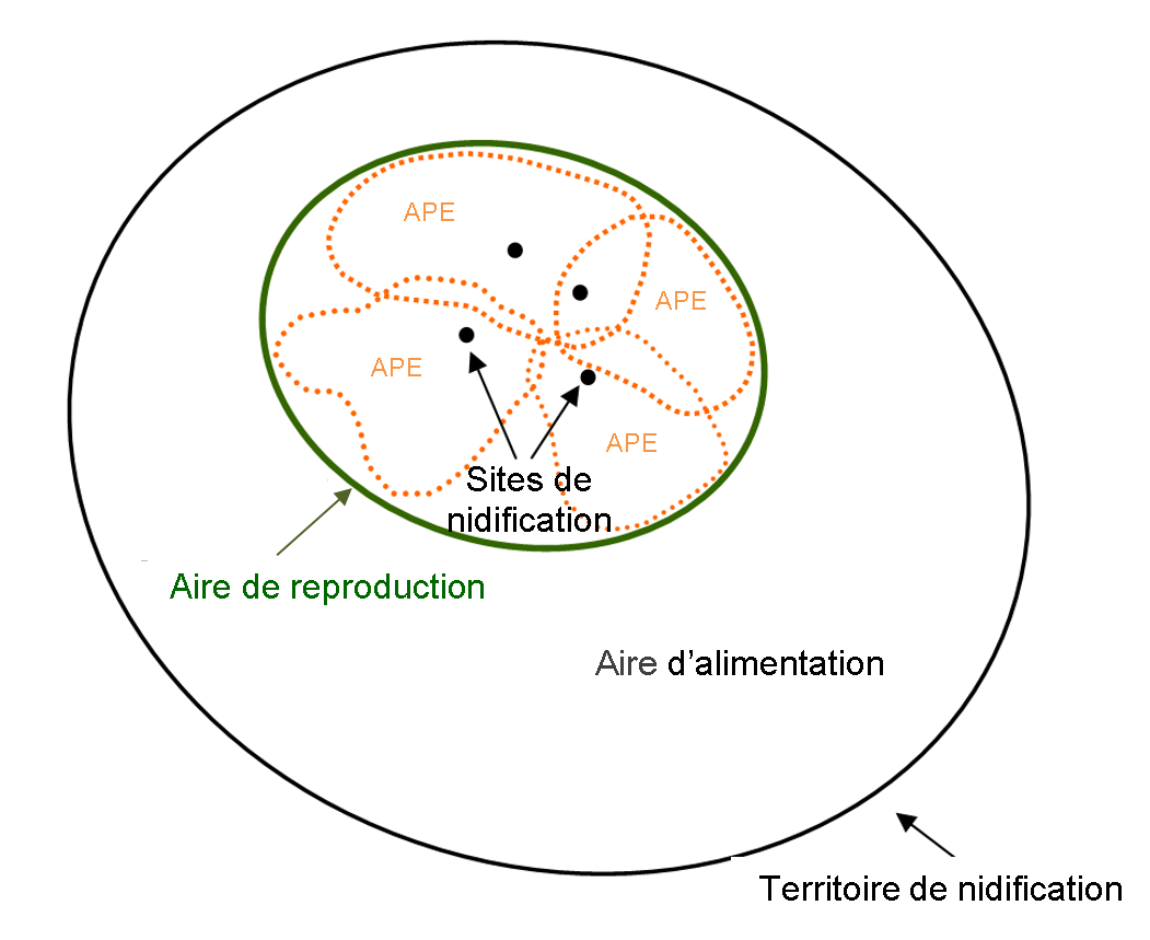 Ce diagramme montre le territoire de nidification de l’espèce représentant un ensemble hiérarchique d’entités incluant un groupe de nids utilisés par un couple d’oiseaux au fil du temps, l’aire post-envol (APE) entourant chaque nid, l’aire de reproduction qui englobe toutes les APE, ainsi que l’aire d’alimentation, plus vaste.