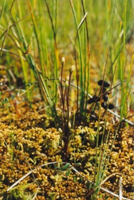 Photo of Branched Bartonia