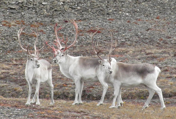 Photo of Peary Caribou