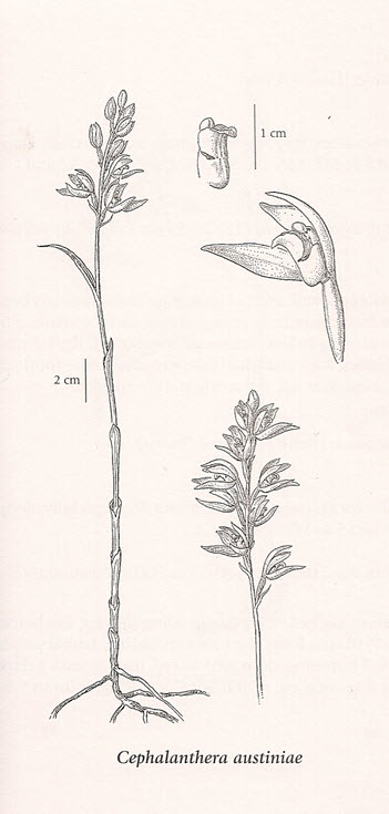 Phantom Orchid plant