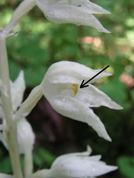 Phantom Orchid showing yellow gland.
