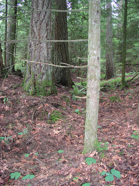 Typical habitat of Phantom Orchid