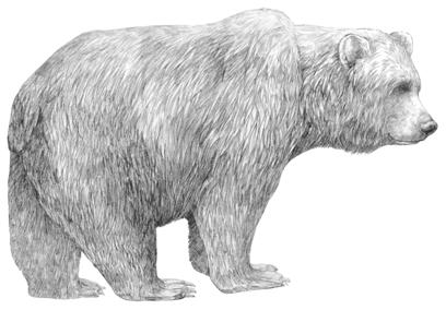 dessin d'un ours grizzli