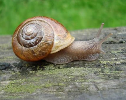 Photo : Escargot-forestier de Townsend