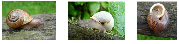 Trois photos: escargot-forestier de Townsend