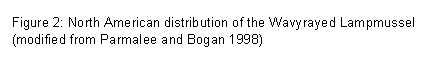 Text Box: Figure 2: North American distribution of the Wavyrayed Lampmussel (modified from Parmalee and Bogan 1998)