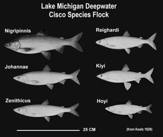 Lake Michigan Deepwater Cisco Species Flock (See long description below)