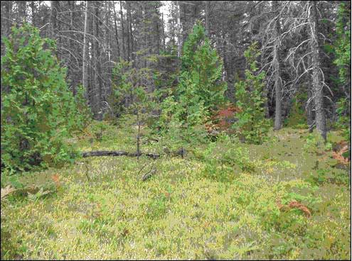 Figure 1. L'iris lacustre recouvre le sol de ce boisé de pin gris et de thuya occidental qui a succédé à des feux dans la péninsule Bruce