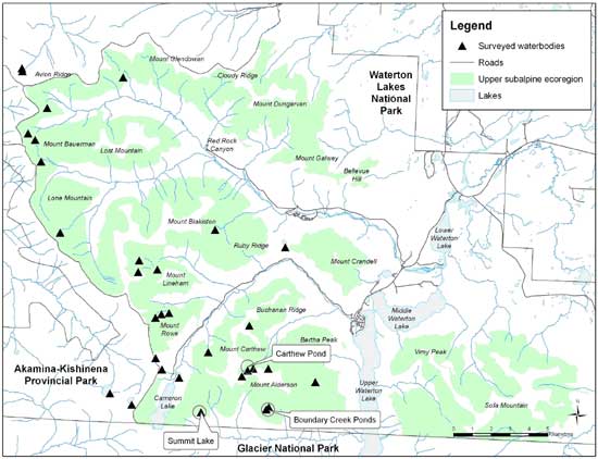 Figure 3. Locations of historical (Carthew Pond) and current (Summit Lake and Boundary Creek Ponds) Bolander's Quillwort populations (circles) in Waterton Lakes National Park, compared with survey effort (triangles) (adapted from Smith and Bradley 2008).