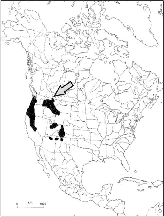 Figure 2. Distribution of Bolander's Quillwort in North America (from COSEWIC 2006). The arrow points to Canadian locations.