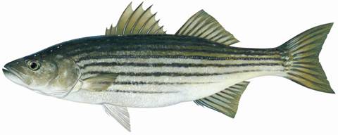 Illustration d’un bar  rayé (<em>Morone saxatilis</em>). Les crédits  de l’image reviennent à la Fédération québécoise des chasseurs  et pêcheurs.