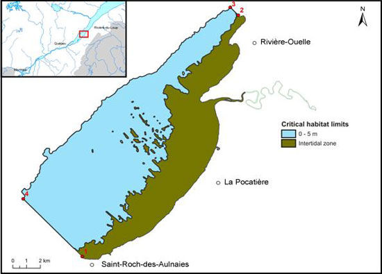 Delineation of critical habitat in Anse Sainte-Anne in La Pocatière. Insert, location of the area of critical habitat in the St. Lawrence Estuary.