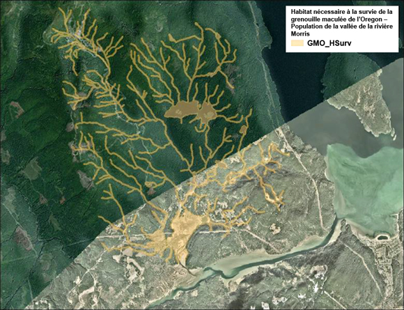 Figure A 1. Zone d’habitat nécessaire à la survie (ombré en jaune) de la grenouille maculée de l’Oregon au milieu humide de la vallée de la rivière Morris, en Colombie-Britannique