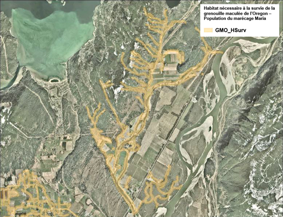 Figure A 2. Zone d’habitat nécessaire à la survie (ombré en jaune) de la grenouille maculée de l’Oregon au marécage Maria, en Colombie-Britannique 