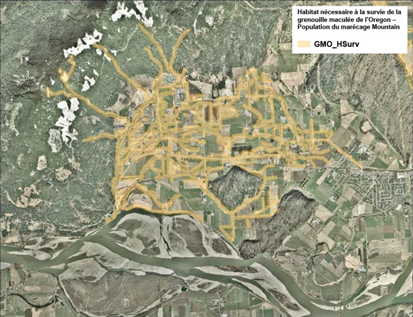 Figure A 3. Zone d’habitat nécessaire à la survie (ombré en jaune) de la grenouille maculée de l’Oregon au marécage Mountain, en Colombie-Britannique