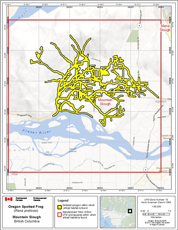 Figure A.2. Critical habitat for Oregon Spotted Frog at Mountain Slough (Agassiz, B.C.) (See long description below)
