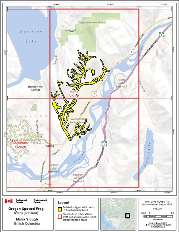 Figure A.3. Critical habitat for Oregon Spotted Frog at at Maria Slough (Agassiz, B.C.) (See long description below)