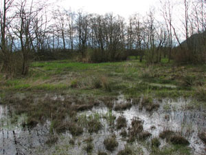 Figure 4. Typical oviposition habitat for Oregon Spotted Frog at Mountain Slough. Photo credit: K. Welstead.