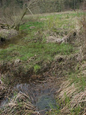 Figure 5. Oviposition site. The egg cluster in the foreground is coloured green by algae.