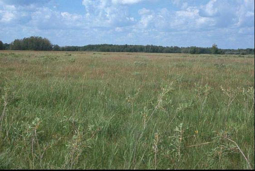  Figure 5. Habitat of Oarisma poweshiek. Tall-grass/bluestem prairie near Tolstoi, Manitoba(Photo by R.P. Webster).