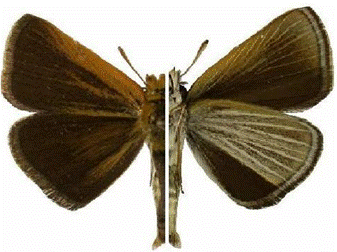 Figure 1. Male of Oarisma poweshiek showing dorsal (left) and ventral (right) views (Photos by Chris McQuarrie & R.P. Webster).