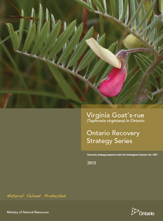 Ontario Recovery Strategy for the Virginia Goat's-rue