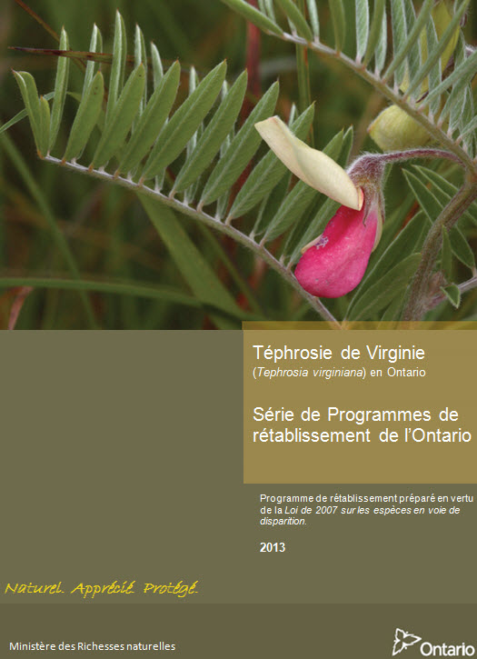 Bannière de la Série de Programmes de rétablissement de l'Ontario de la téphrosie de Virginie