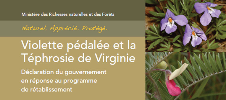 Violette pédalée et la Téphrosie de Virginie