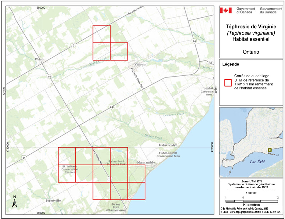 Carrés du quadrillage  renfermant l'habitat essentiel de la téphrosie de Virginie au Canada