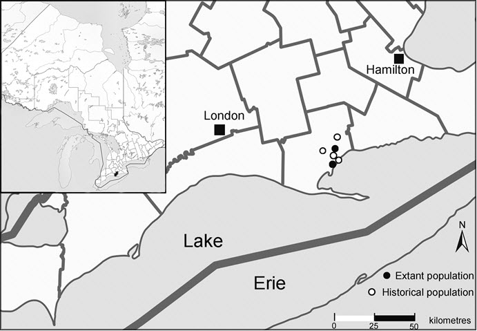 Historical and current distribution of Virginia Goat's-rue