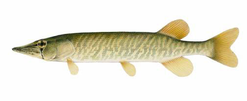 Brochet vermiculé