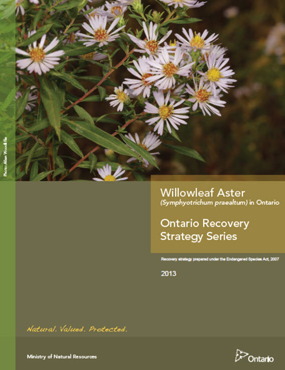 Programme de rétablissement de l'aster très élevé