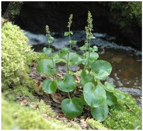 Photo of the Spiked Saxifrage, Micranthes spicata, in fruit, growing beside a stream