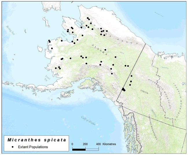 Map of Yukon Territory and Alaska - Micranthes speices - Extant Populations