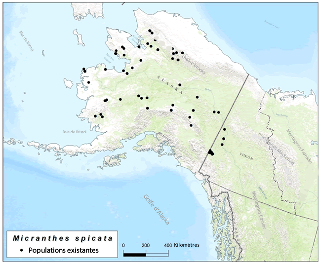 Carte: Yukon et Alaska - Micranthes spicata - Populations existantes