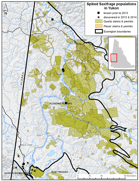 Spiked Saxifrage populations in Yukon
