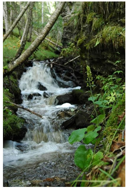 Photo of Spiked Saxifrage habitat at Spicata Creek.